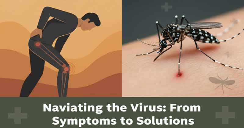 Chikungunya: Understanding the 